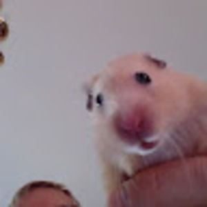 Meet your Posher, Colin